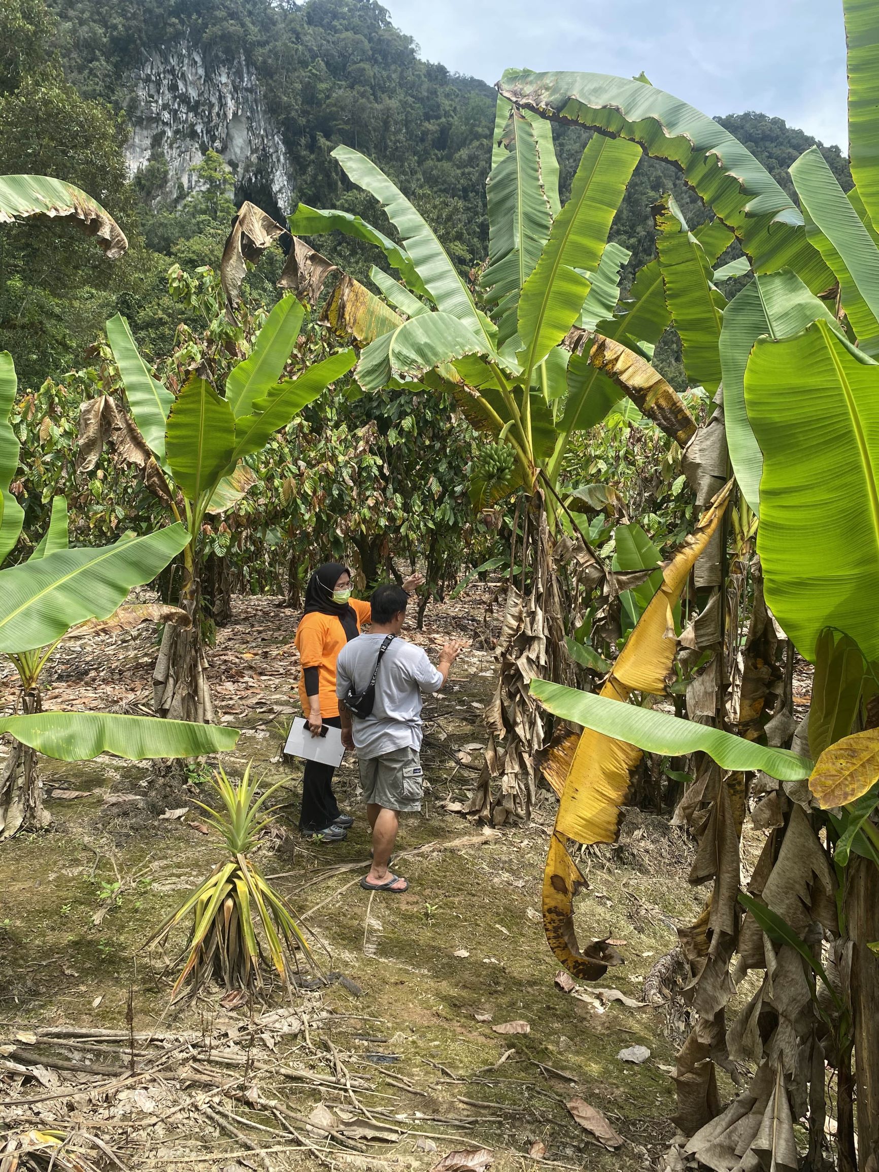 manja farm