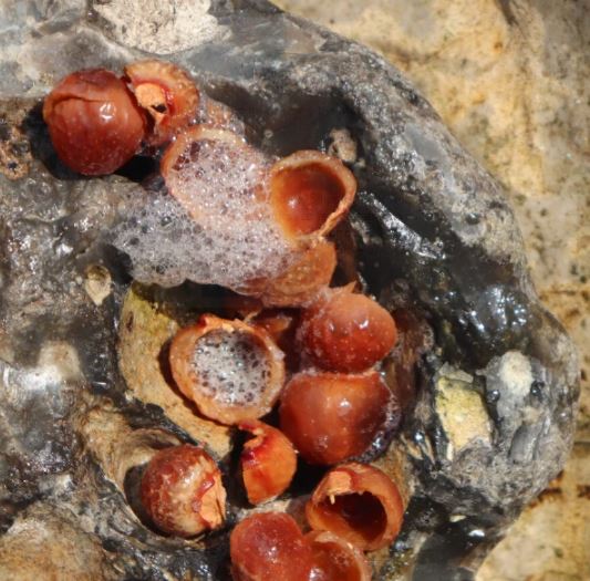 soapnut use in washing